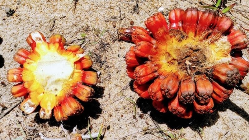 Phần hạt bên trong Phần hạt bên trong