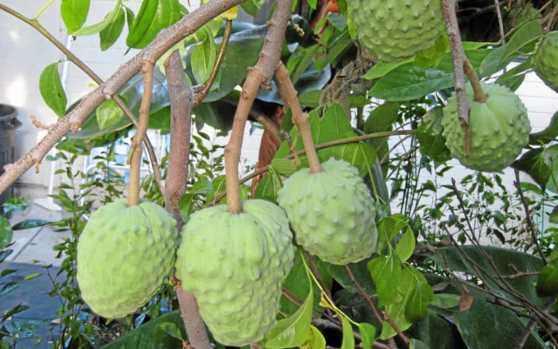 Hạt, vỏ cherimoya chứa độc tố, tuyệt đối không ăn Hạt, vỏ cherimoya chứa độc tố, tuyệt đối không ăn
