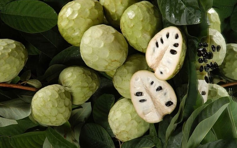 Hạt, vỏ cherimoya chứa độc tố, tuyệt đối không ăn Hạt, vỏ cherimoya chứa độc tố, tuyệt đối không ăn