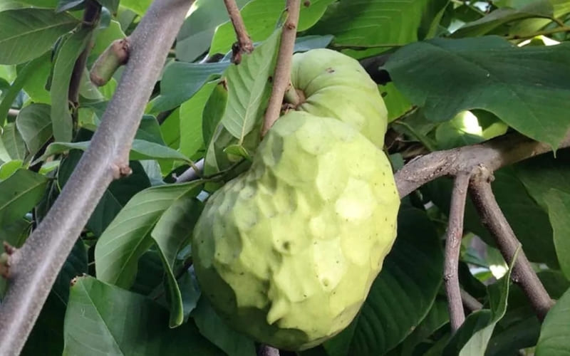 Cherimoya hiếm, thường bán tại siêu thị nhập khẩu lớn Cherimoya hiếm, thường bán tại siêu thị nhập khẩu lớn