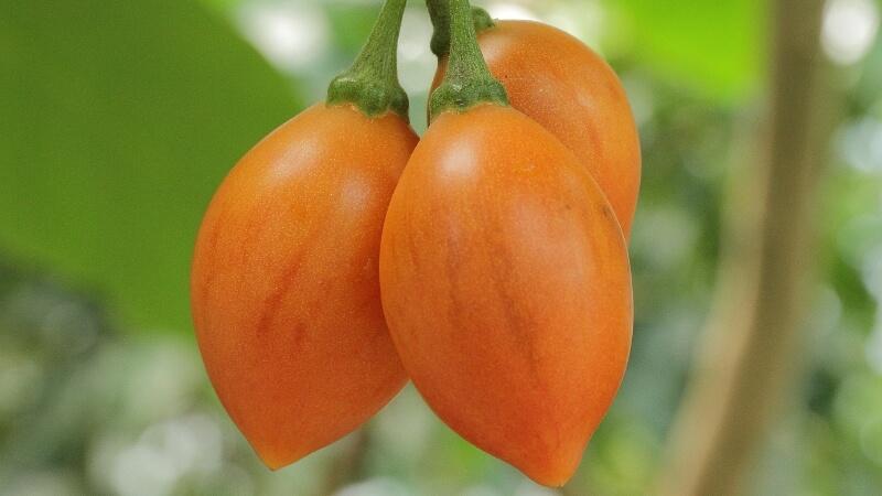 Cà chua Mỹ (tamarillo) là gì? Nguồn gốc và đặc điểm nhận dạng Cà chua Mỹ (tamarillo) là gì? Nguồn gốc và đặc điểm nhận dạng