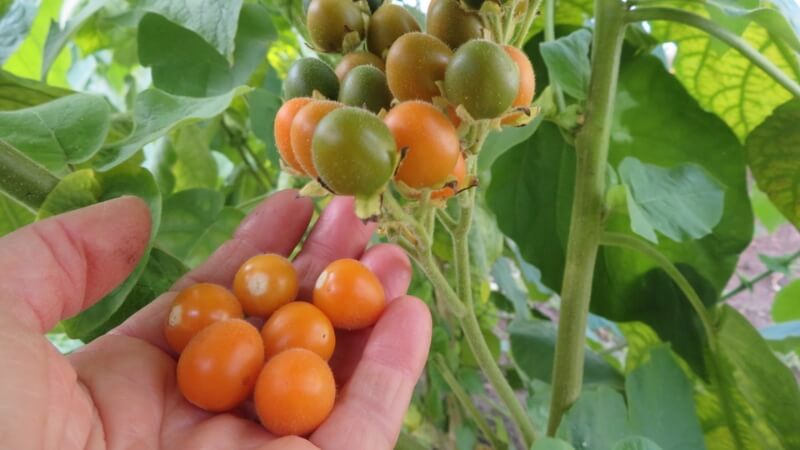Câu hỏi thường gặp Câu hỏi thường gặp