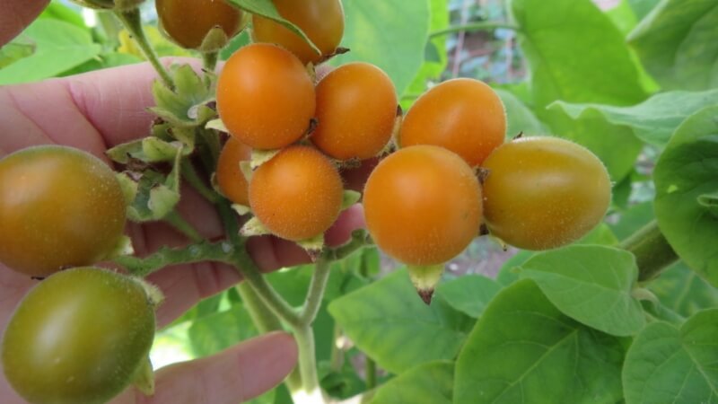 Cách thưởng thức tamarillo và ứng dụng trong ẩm thực Cách thưởng thức tamarillo và ứng dụng trong ẩm thực