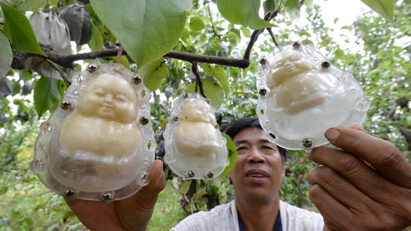 Những chiếc khuôn nhựa trong suốt được lồng vào từng quả lê non Những chiếc khuôn nhựa trong suốt được lồng vào từng quả lê non