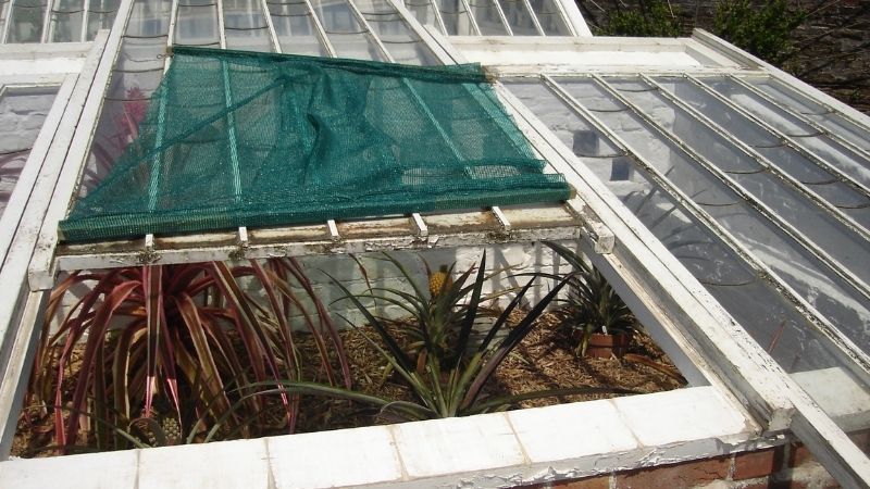 Những hố dứa và năng lượng từ phân ngựa