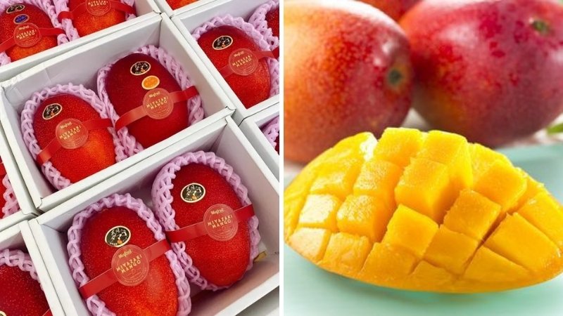 Giới thiệu xoài Taiyo no Tamago: "Trứng của Mặt trời" từ Miyazaki Giới thiệu xoài Taiyo no Tamago: "Trứng của Mặt trời" từ Miyazaki