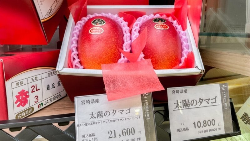 Giải mã mức giá "khủng": Tại sao xoài Taiyo no Tamago lại đắt? Giải mã mức giá "khủng": Tại sao xoài Taiyo no Tamago lại đắt?