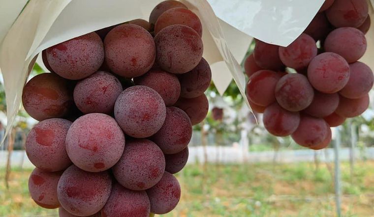 Nho Ruby Roman là gì mà có giá hơn 300 triệu/chùm?