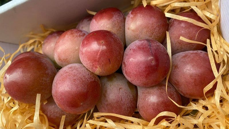 Tiêu chuẩn tuyển chọn khắt khe, hương vị độc đáo và sự hiếm có trên thị trường Tiêu chuẩn tuyển chọn khắt khe, hương vị độc đáo và sự hiếm có trên thị trường
