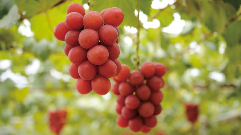 Ở Việt Nam, nho Ruby Roman rất hiếm Ở Việt Nam, nho Ruby Roman rất hiếm