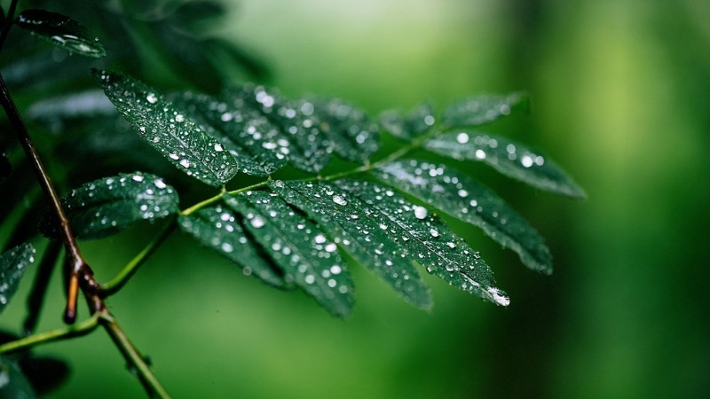 Bạch Lộ có nghĩa là sương trắng