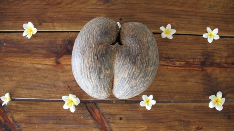 Dừa Lodoicea là báu vật độc đáo của Seychelles Dừa Lodoicea là báu vật độc đáo của Seychelles