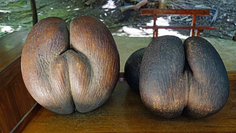 Dừa Lodoicea được chính phủ Seychelles bảo vệ nghiêm ngặt Dừa Lodoicea được chính phủ Seychelles bảo vệ nghiêm ngặt