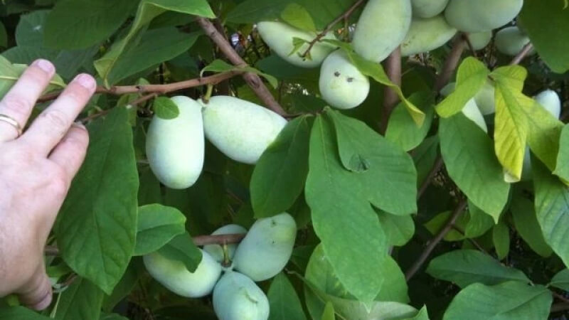 Một số chi tiết nhận diện quả Pawpaw Một số chi tiết nhận diện quả Pawpaw