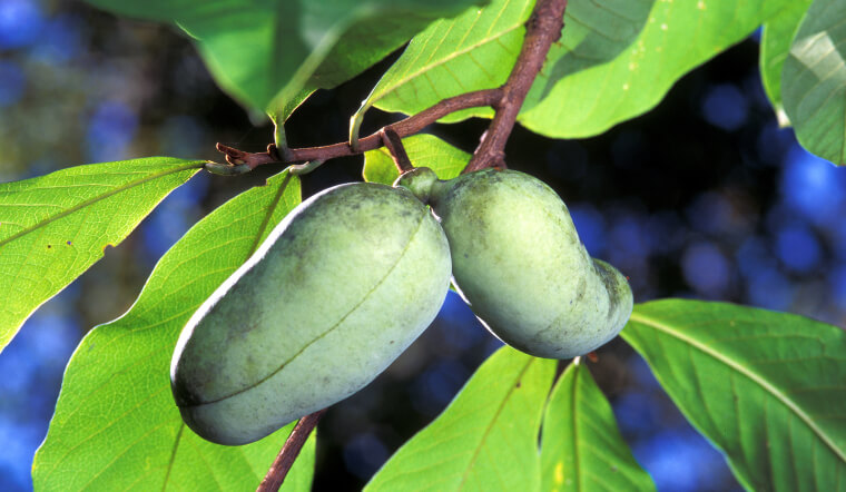 Quả Pawpaw là gì? Công dụng, lợi ích và sự thật về khả năng chữa ung thư