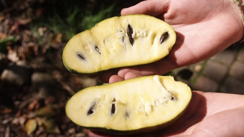 Sự thật về khả năng "chữa ung thư" của quả Pawpaw Sự thật về khả năng "chữa ung thư" của quả Pawpaw