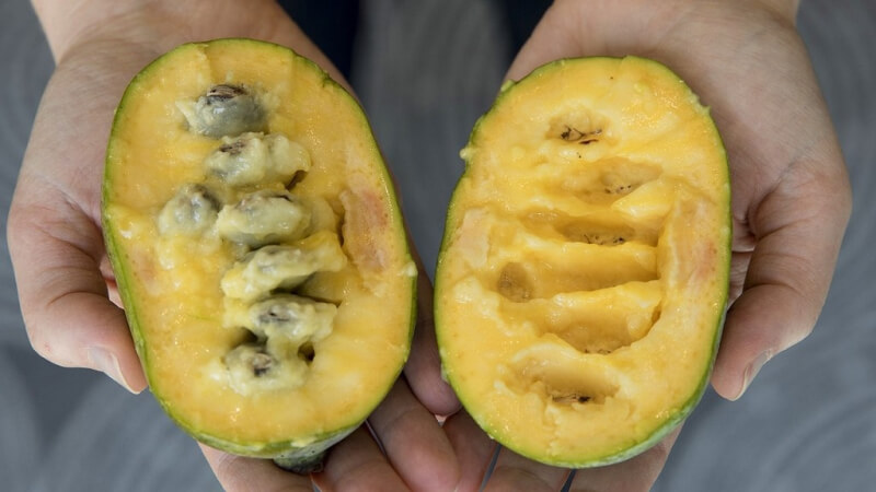 Cách ăn quả Pawpaw Cách ăn quả Pawpaw