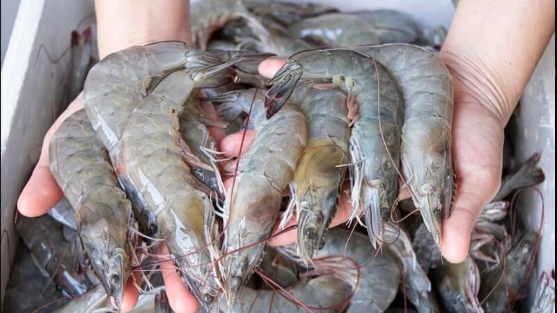 Bước 1 là sơ chế tôm Bước 1 là sơ chế tôm