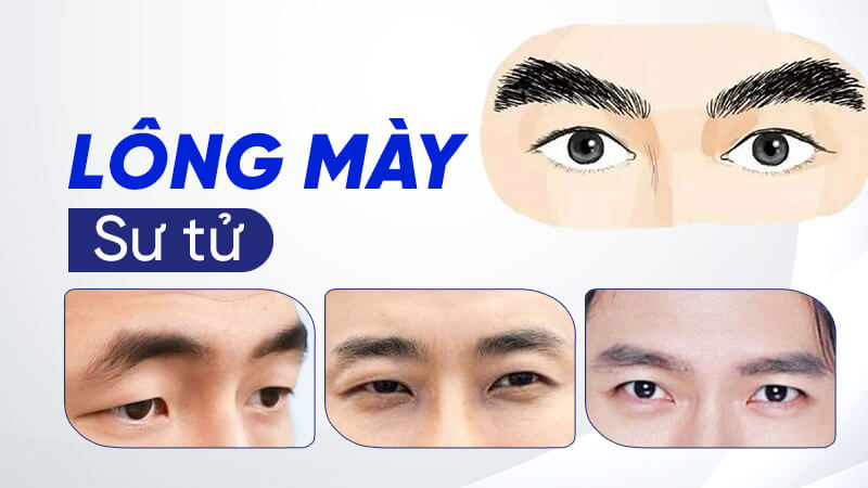 Lông mày sư tử Lông mày sư tử