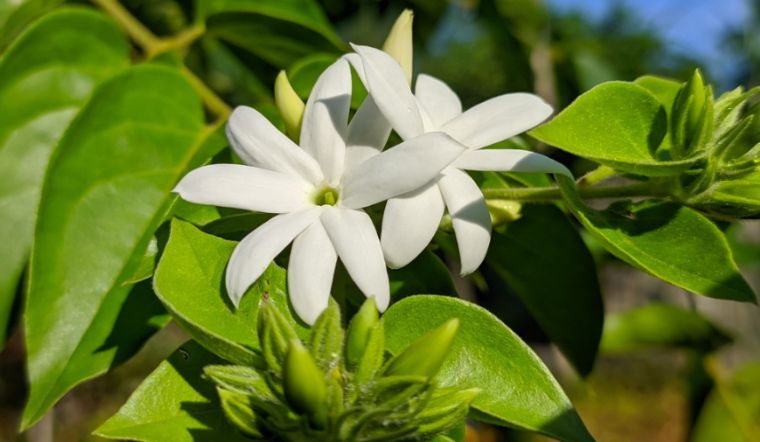 Lá chè vằng: Công dụng, cách dùng và những điều cần lưu ý