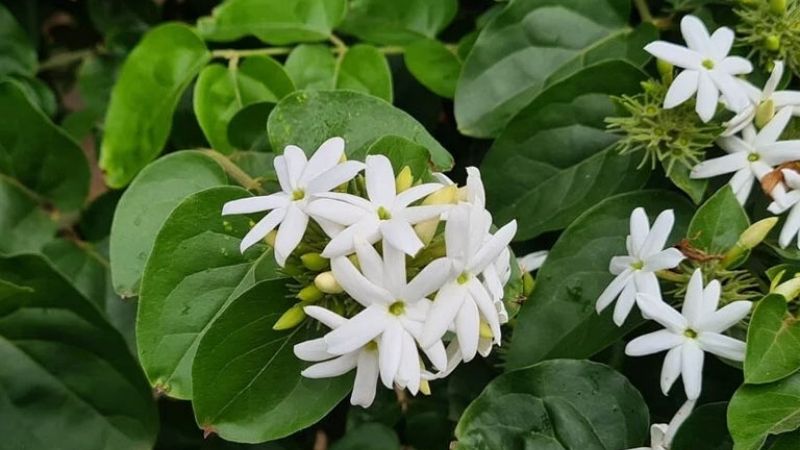 Lá chè vằng là loại cây dây leo hoặc bụi nhỏ, có lá hình mác, hoa trắng và quả hình cầu Lá chè vằng là loại cây dây leo hoặc bụi nhỏ, có lá hình mác, hoa trắng và quả hình cầu