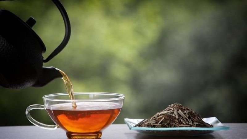 Lá chè vằng nên sử dụng dưới dạng tươi, khô hoặc cao Lá chè vằng nên sử dụng dưới dạng tươi, khô hoặc cao