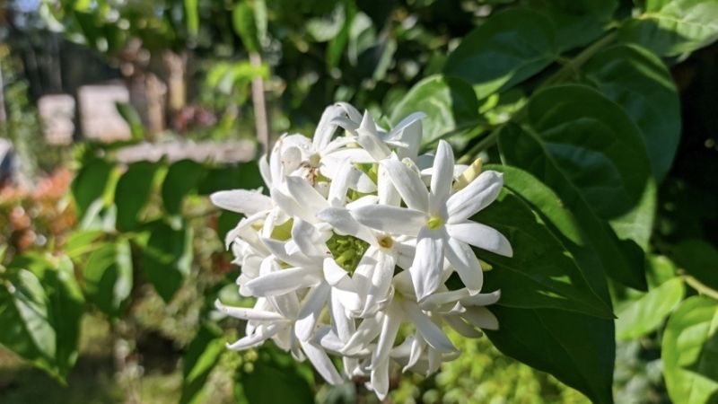 Mua lá chè vằng tại các cửa hàng dược liệu uy tín, nhà thuốc Mua lá chè vằng tại các cửa hàng dược liệu uy tín, nhà thuốc