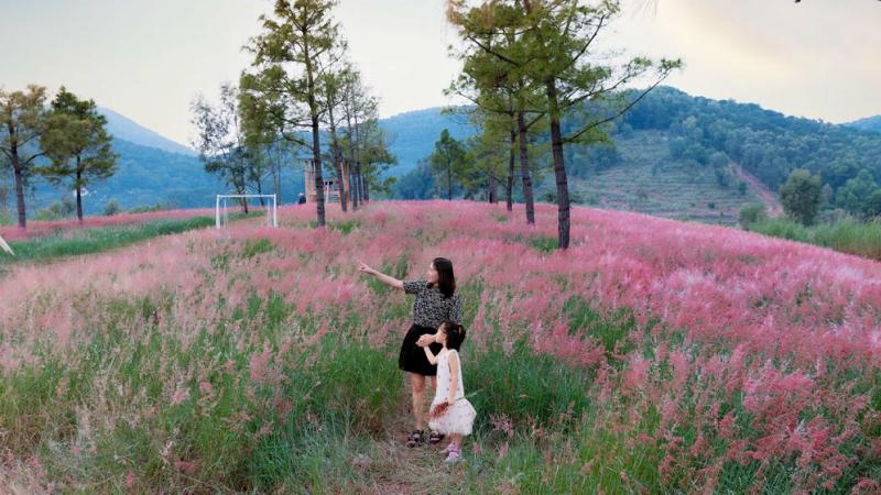"Lạc trôi" giữa đồi cỏ hồng mộng mơ