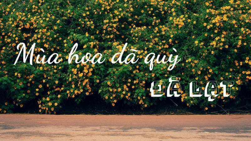 Săn mùa vàng hoa dã quỳ