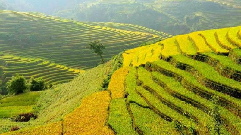 Săn ảnh vàng rực, gặt lúa cùng người dân Săn ảnh vàng rực, gặt lúa cùng người dân