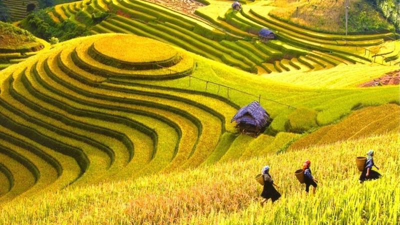Thời điểm vàng để ngắm Hà Giang mùa lúa chín là từ đầu tháng 9 đến giữa tháng 10 Thời điểm vàng để ngắm Hà Giang mùa lúa chín là từ đầu tháng 9 đến giữa tháng 10
