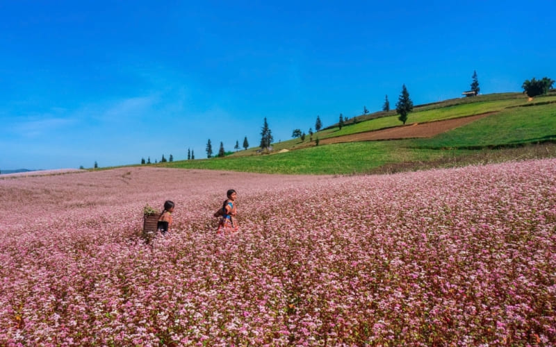 Du khách nên đến Hà Giang từ cuối tháng 10 đến tháng 12.