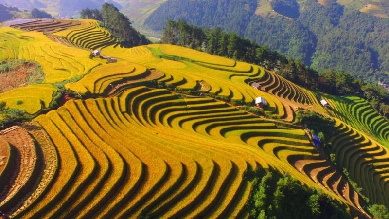 Ruộng bậc thang chín vàng đẹp mắt