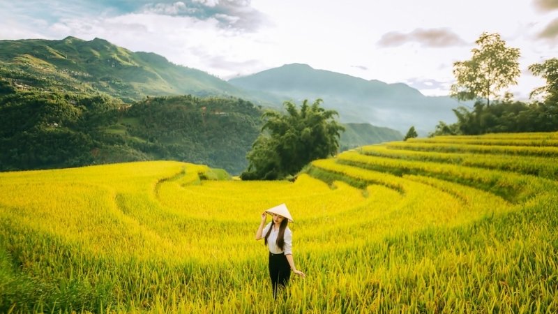 Tháng 9 là thời điểm ruộng lúa chín vàng đẹp nhất