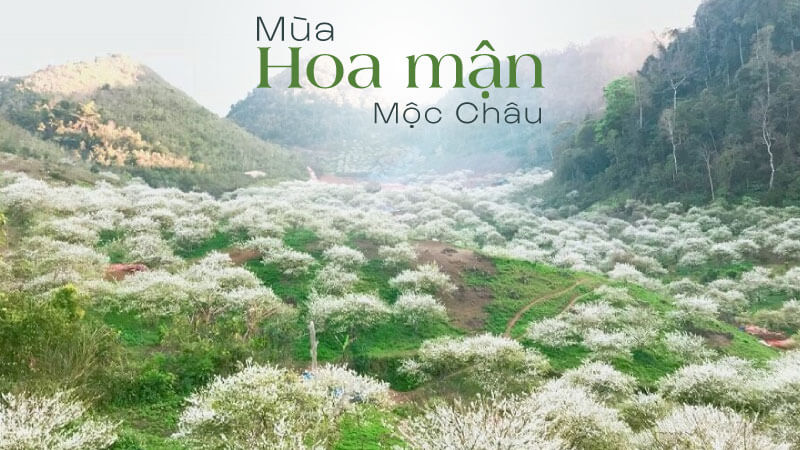 Mùa hoa mận nở trắng xóa tại Mộc Châu
