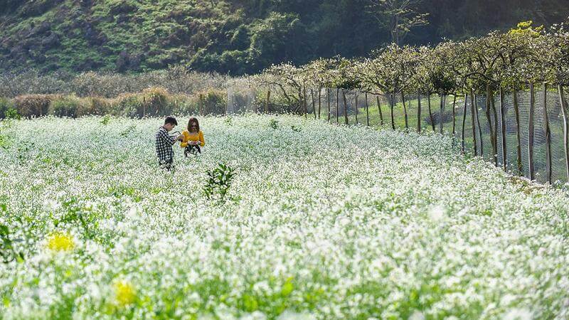Mùa hoa cải Mộc Châu vào tháng mấy