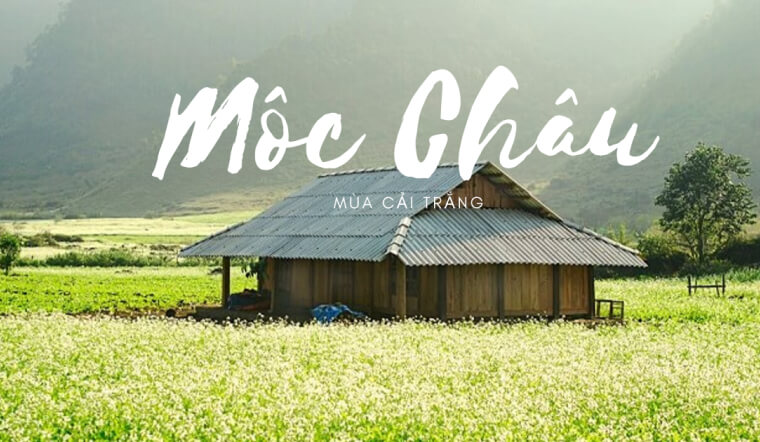 Du lịch Mộc Châu mùa hoa cải: Trọn bộ kinh nghiệm A-Z