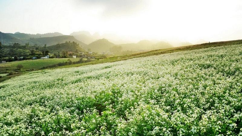 Bản Pa Phách - "Thiên đường hoa cải"
