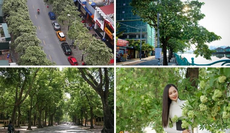 6 con đường hoa sữa Hà Nội đẹp và lãng mạn nhất mùa thu