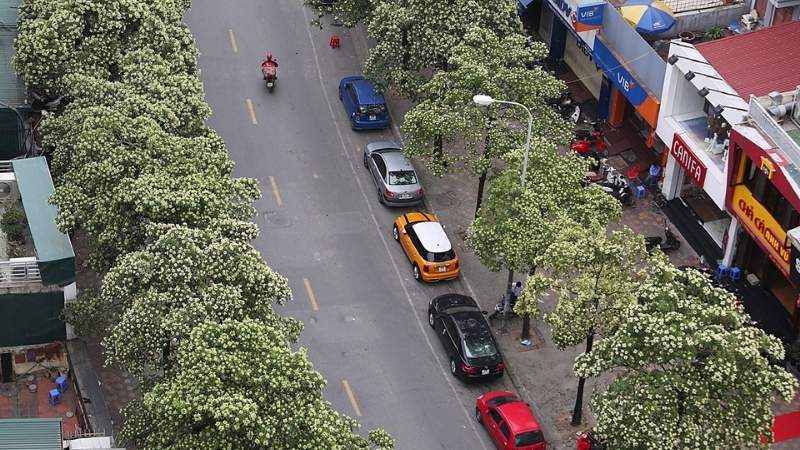 Giải đáp thắc mắc về hoa sữa Hà Nội