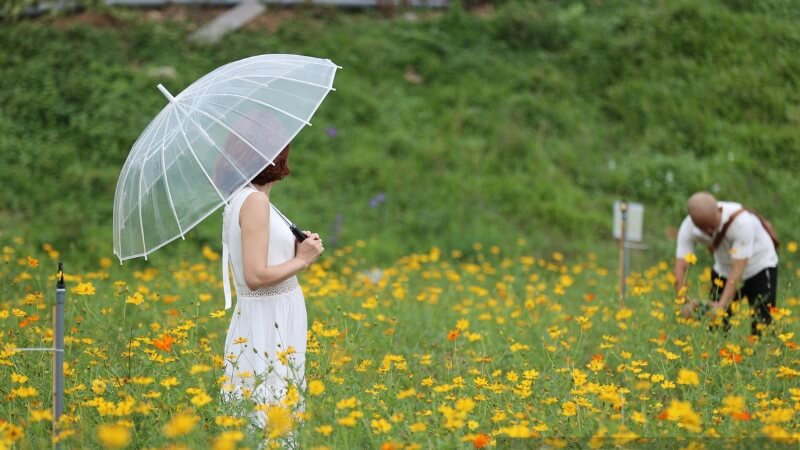Chiêm ngưỡng những cánh đồng hoa cúc vàng rực rỡ