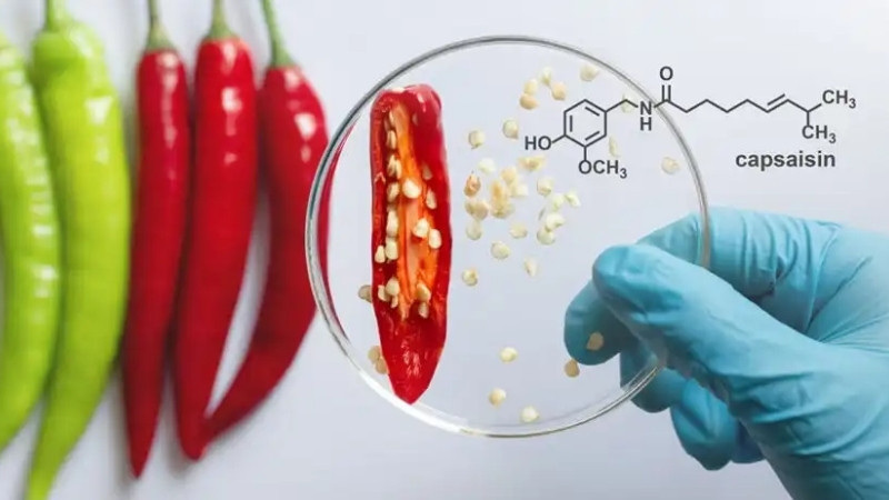 Capsaicin có khả năng kháng viêm, hỗ trợ cải thiện da mụn