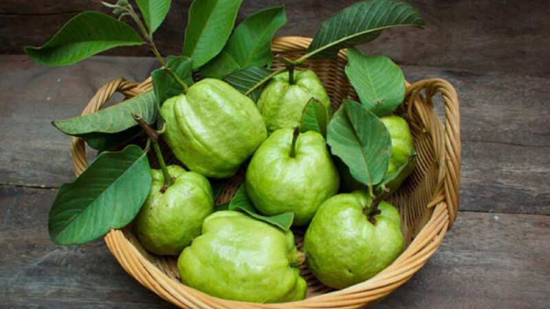 Ổi giúp tăng cường sức đề kháng hiệu quả