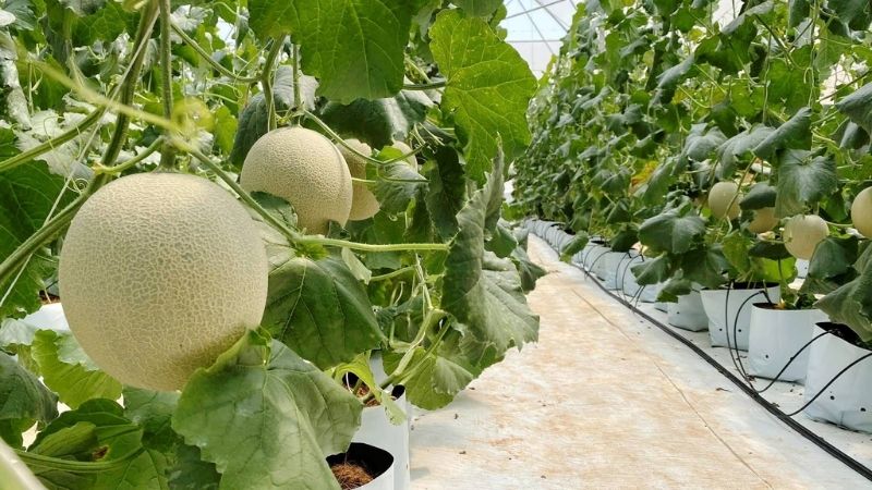 Trồng và chăm sóc dưa Galia