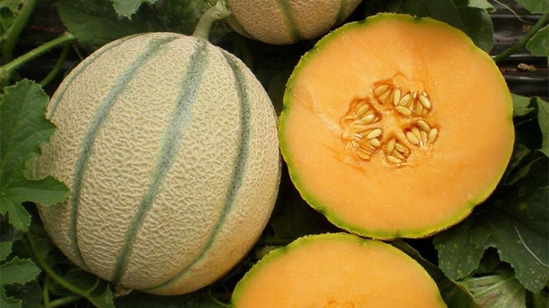 Đặc điểm nhận biết dưa Galia