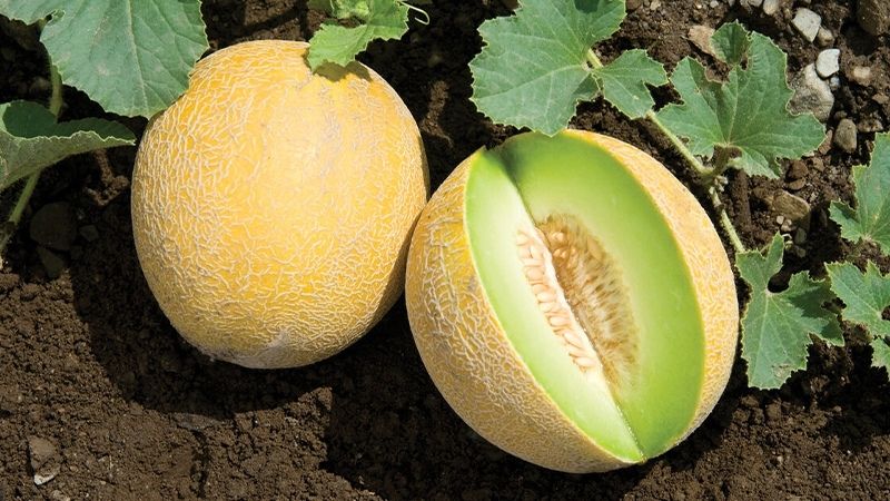 Dưa lưới Galia là gì? Nguồn gốc và đặc điểm
