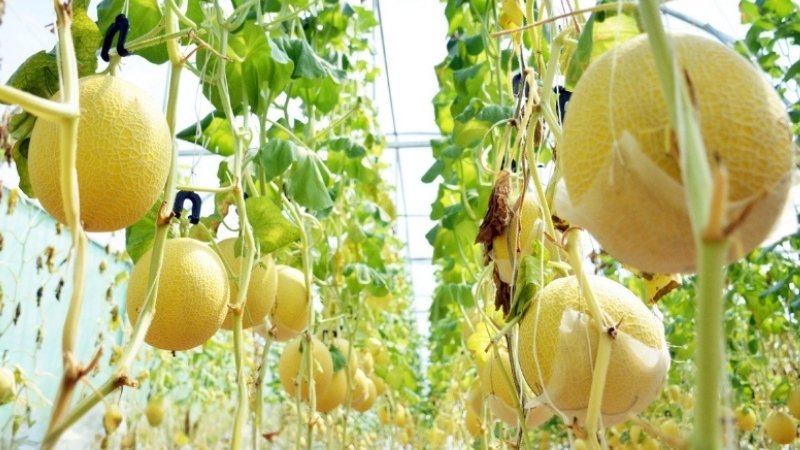 Giá trị dinh dưỡng và lợi ích sức khỏe của dưa lưới Galia