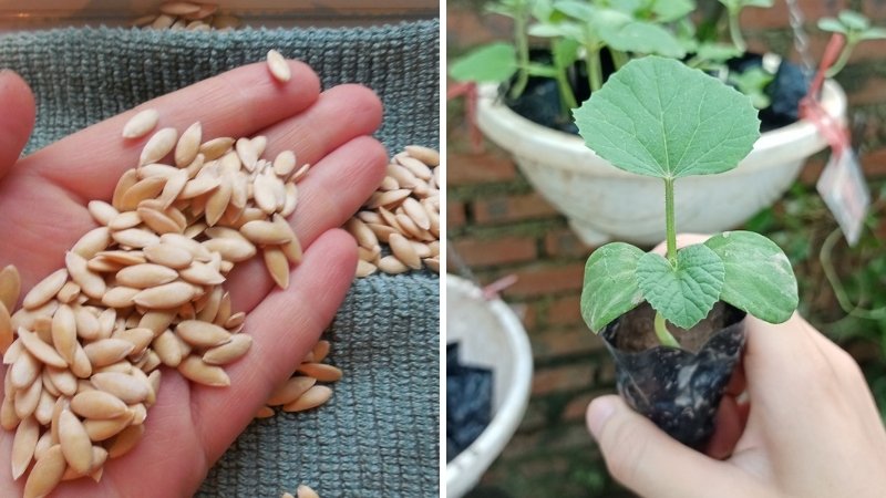 Ươm hạt trồng dưa Galia