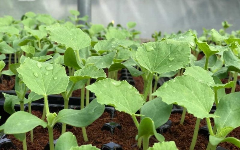 Chăm sóc đúng kỹ thuật giúp dưa lưới Hoàng Kim sai quả và ngọt hơn