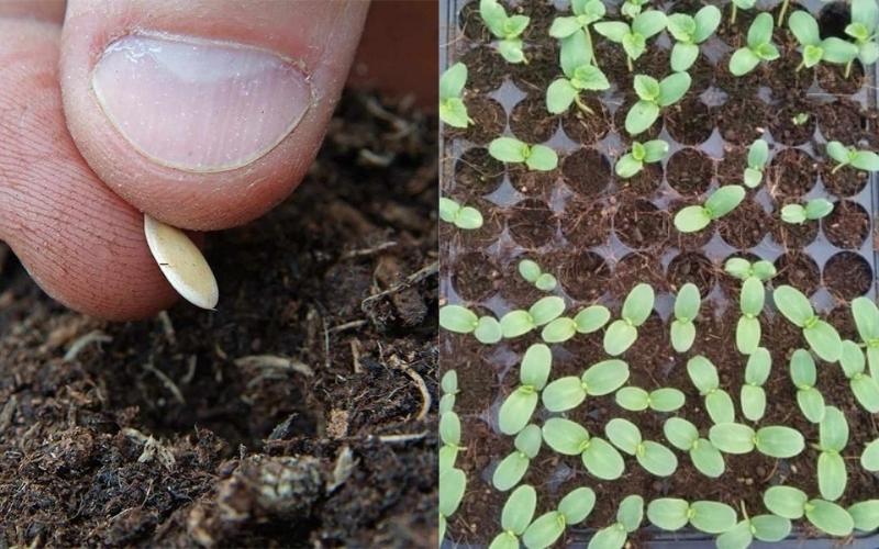 Ươm hạt đúng cách giúp cây con khỏe mạnh và phát triển nhanh